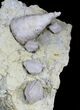 Blastoid (Pentremites) + Horn Coral Fossils - Illinois #25432-2